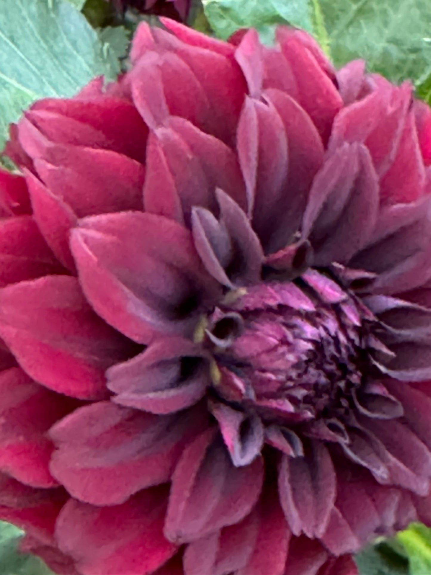 Fitzy’s Dark Angel Dahlia