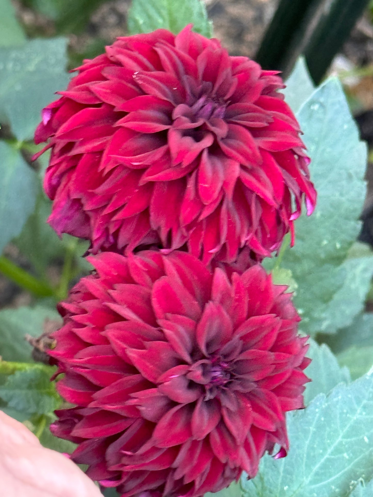 Fitzy’s Dark Angel Dahlia