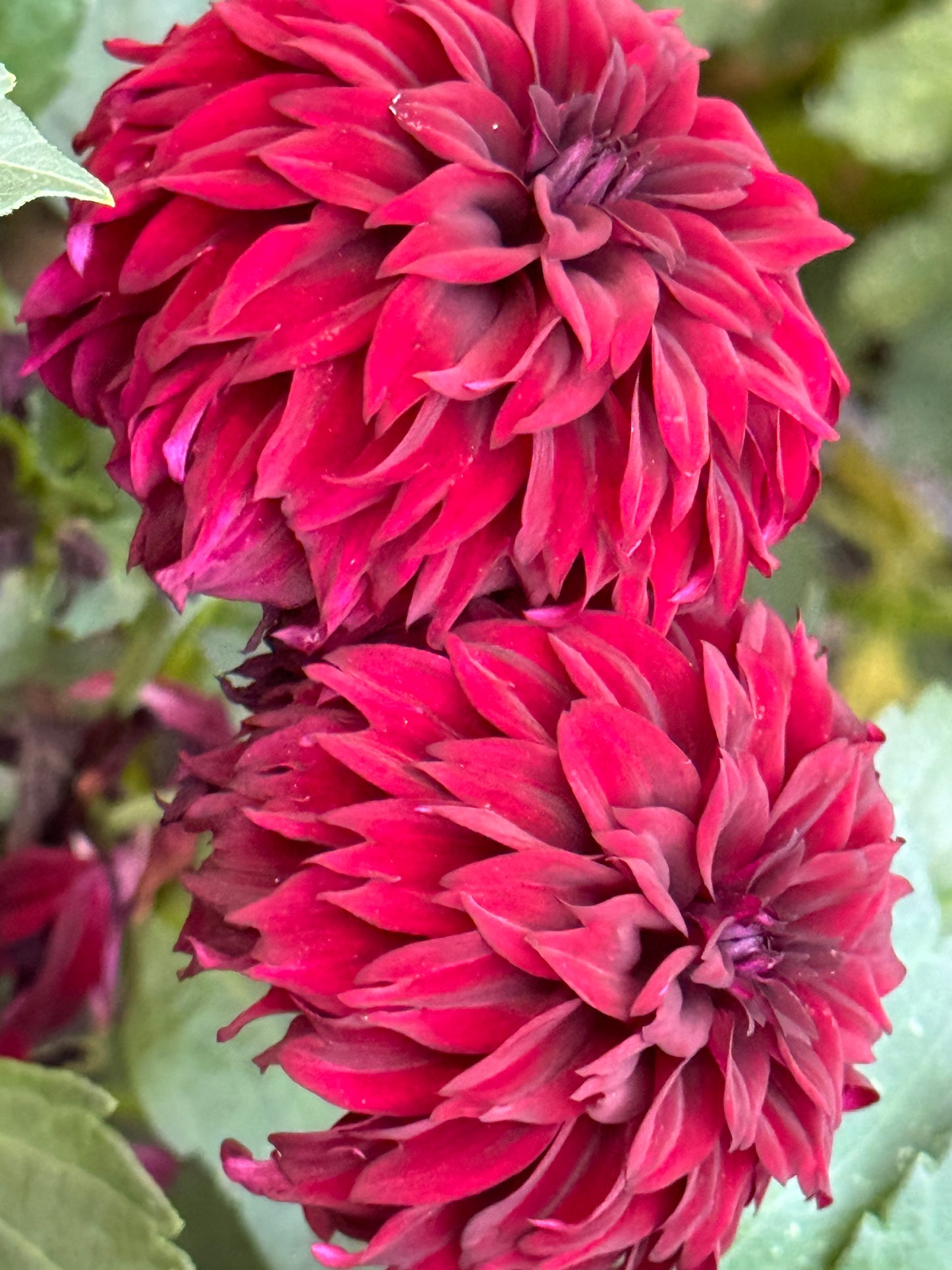 Fitzy’s Dark Angel Dahlia