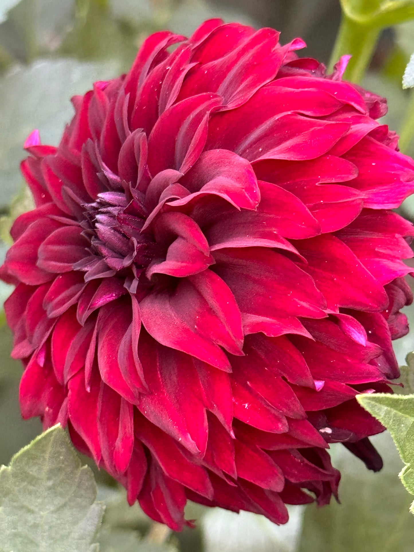 Fitzy’s Dark Angel Dahlia