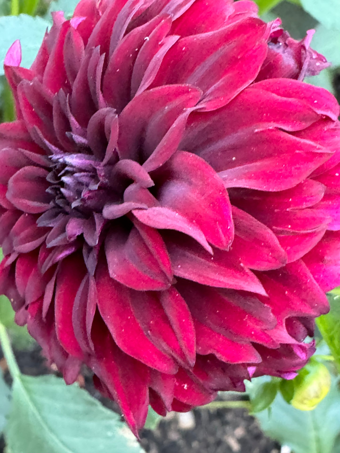 Fitzy’s Dark Angel Dahlia