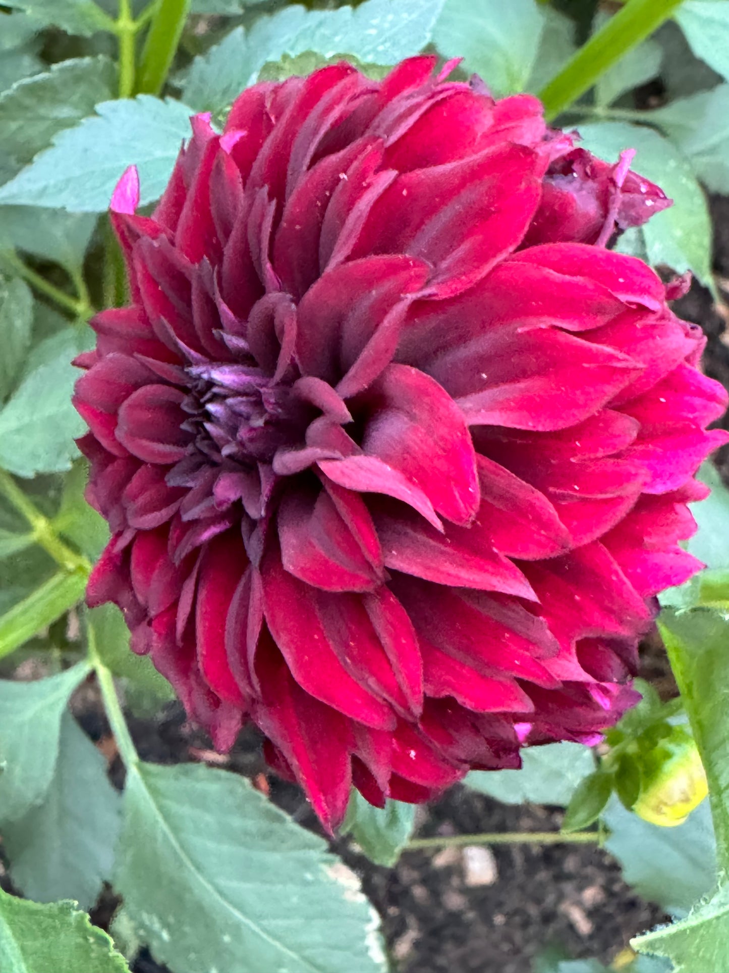 Fitzy’s Dark Angel Dahlia