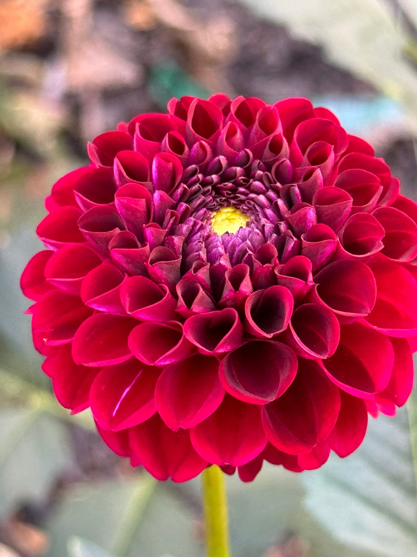 Moor Place Dahlia