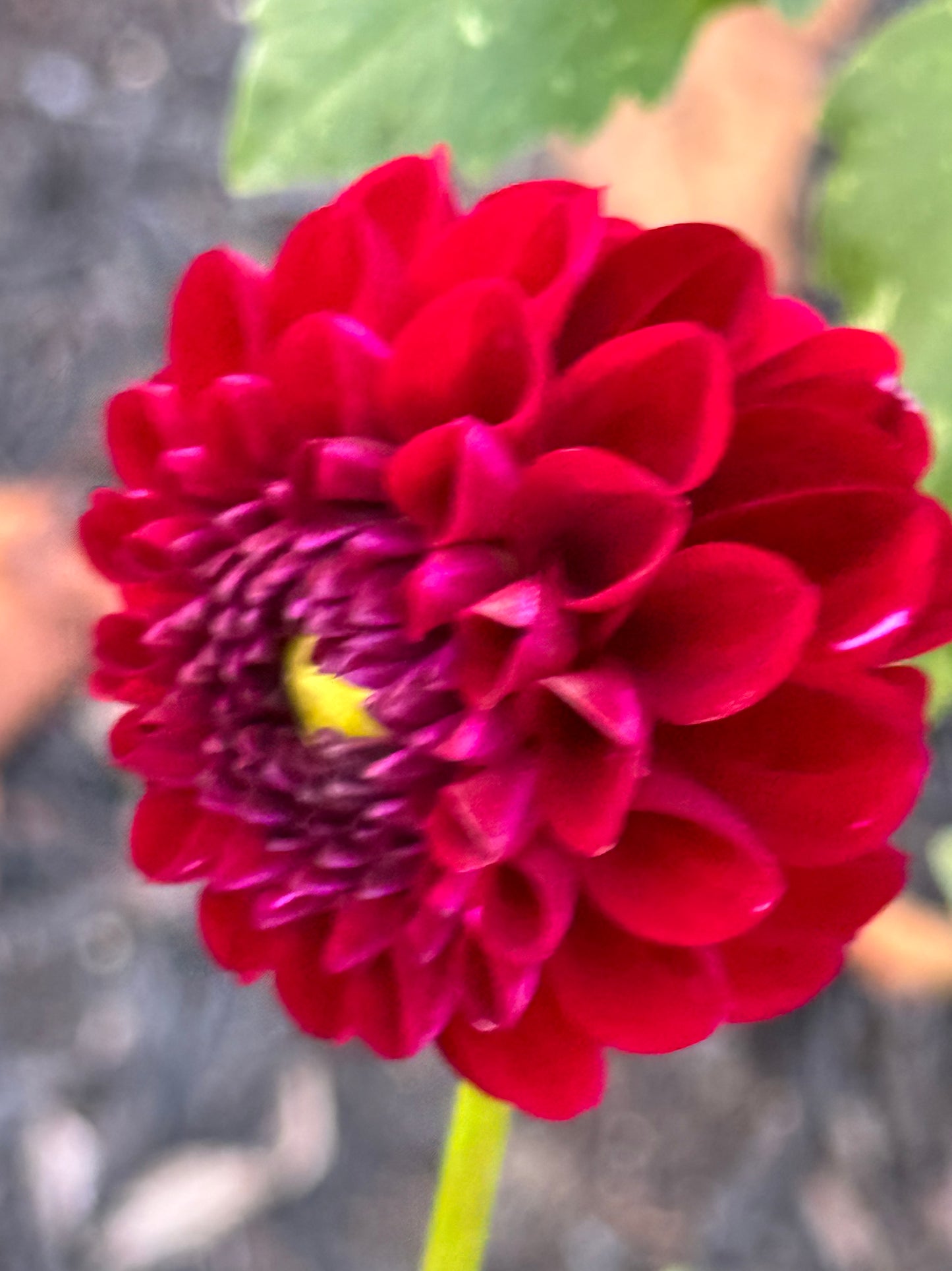 Moor Place Dahlia