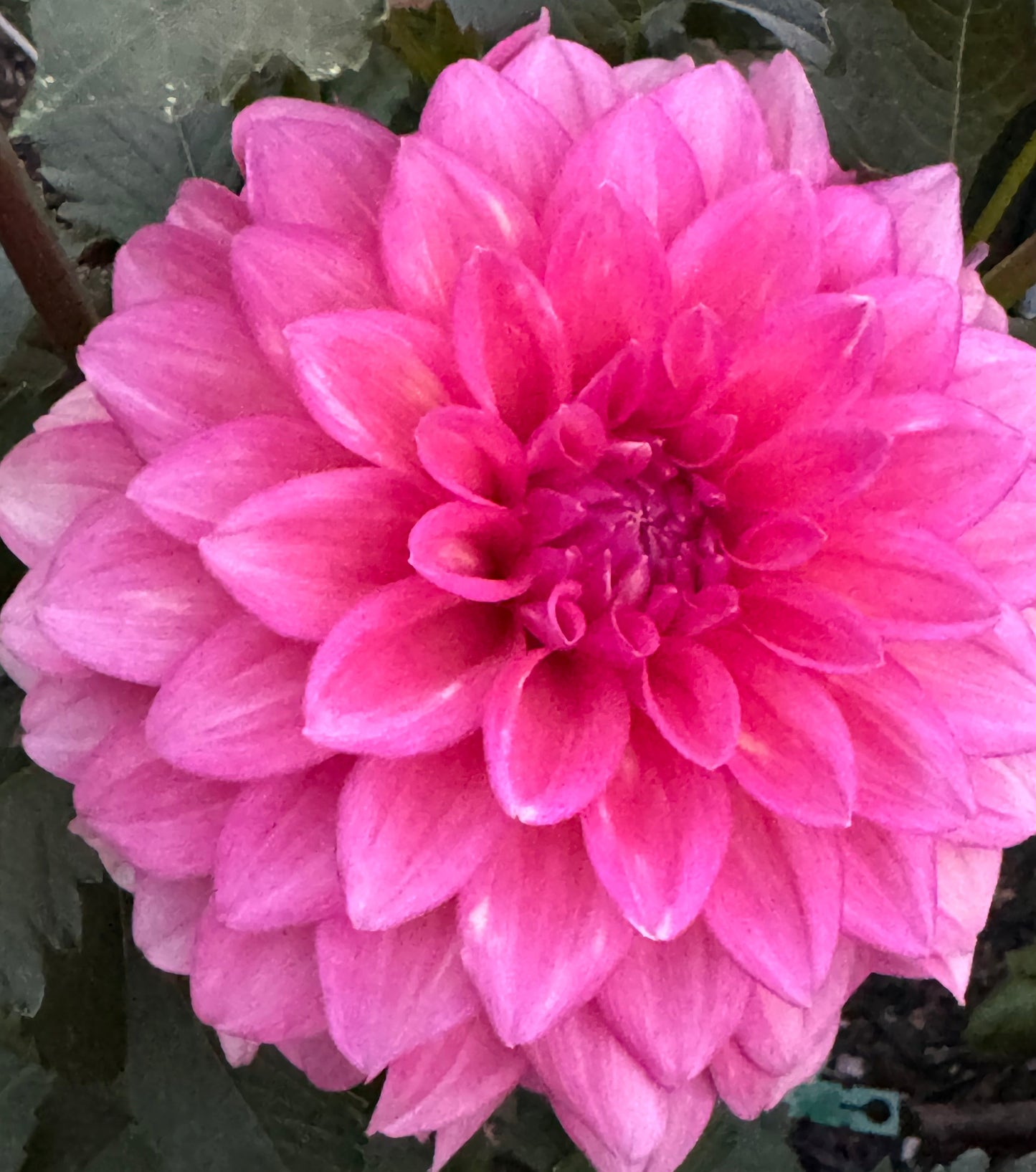 Bargally Blush Dahlia