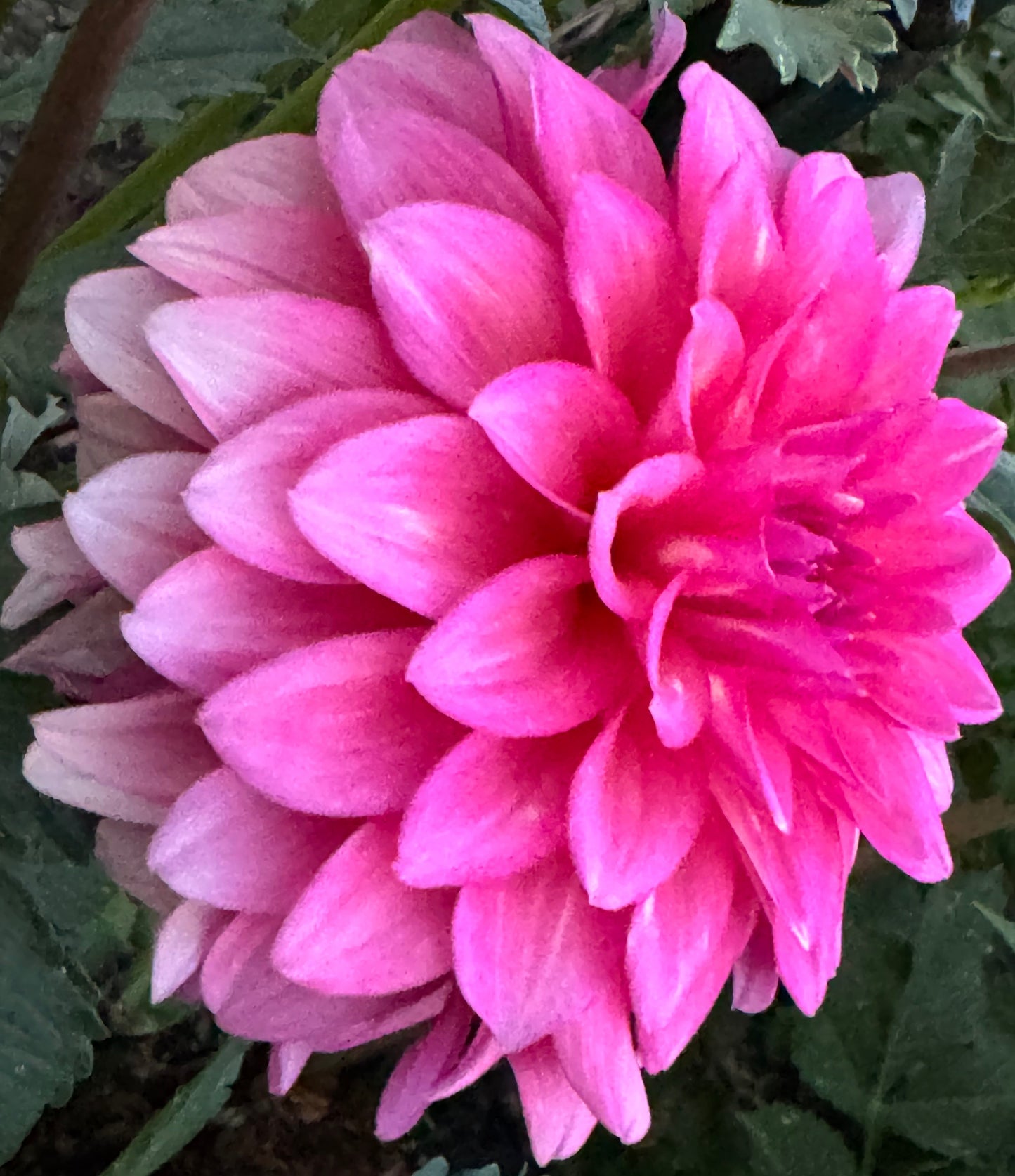 Bargally Blush Dahlia