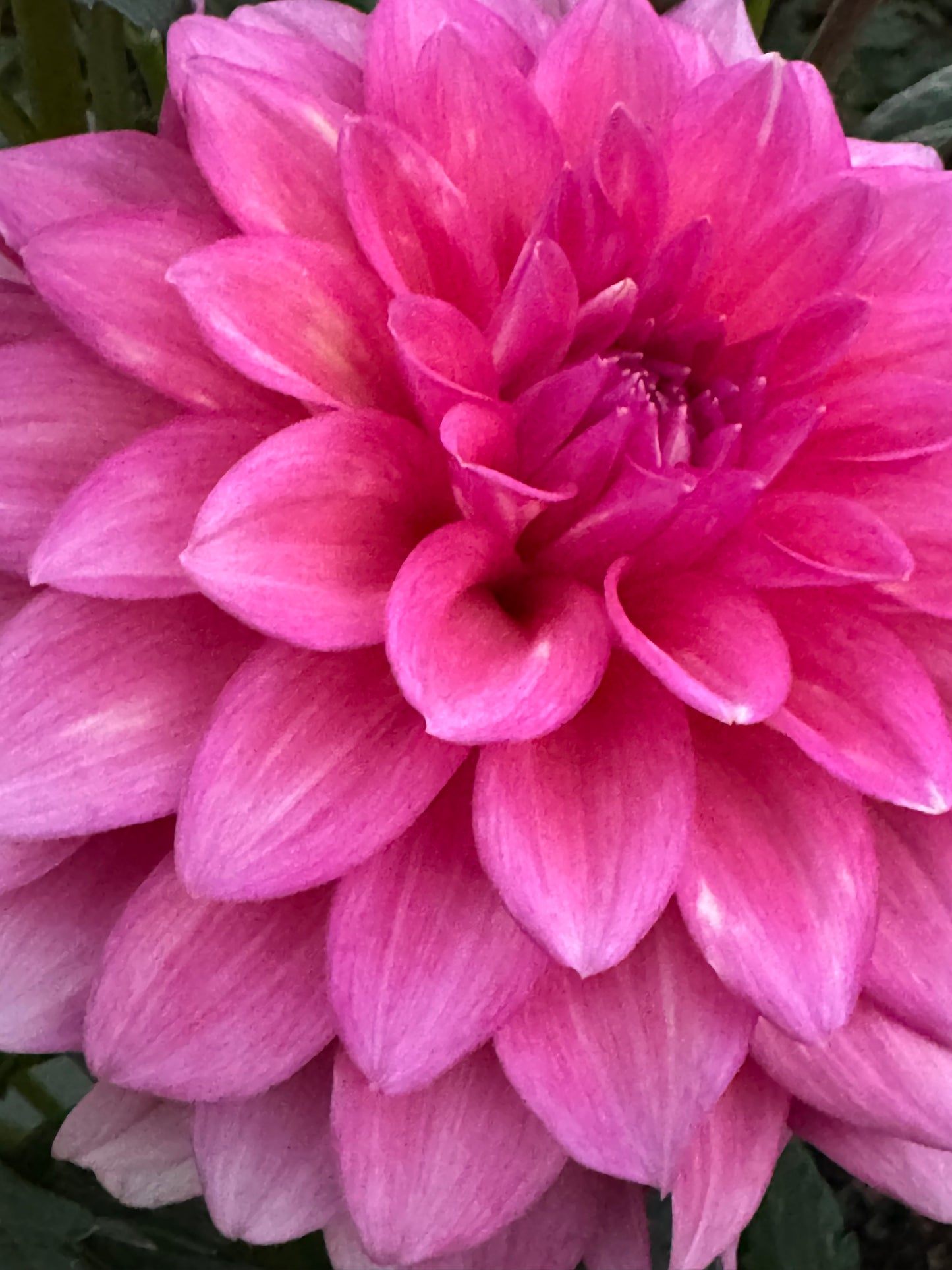 Bargally Blush Dahlia