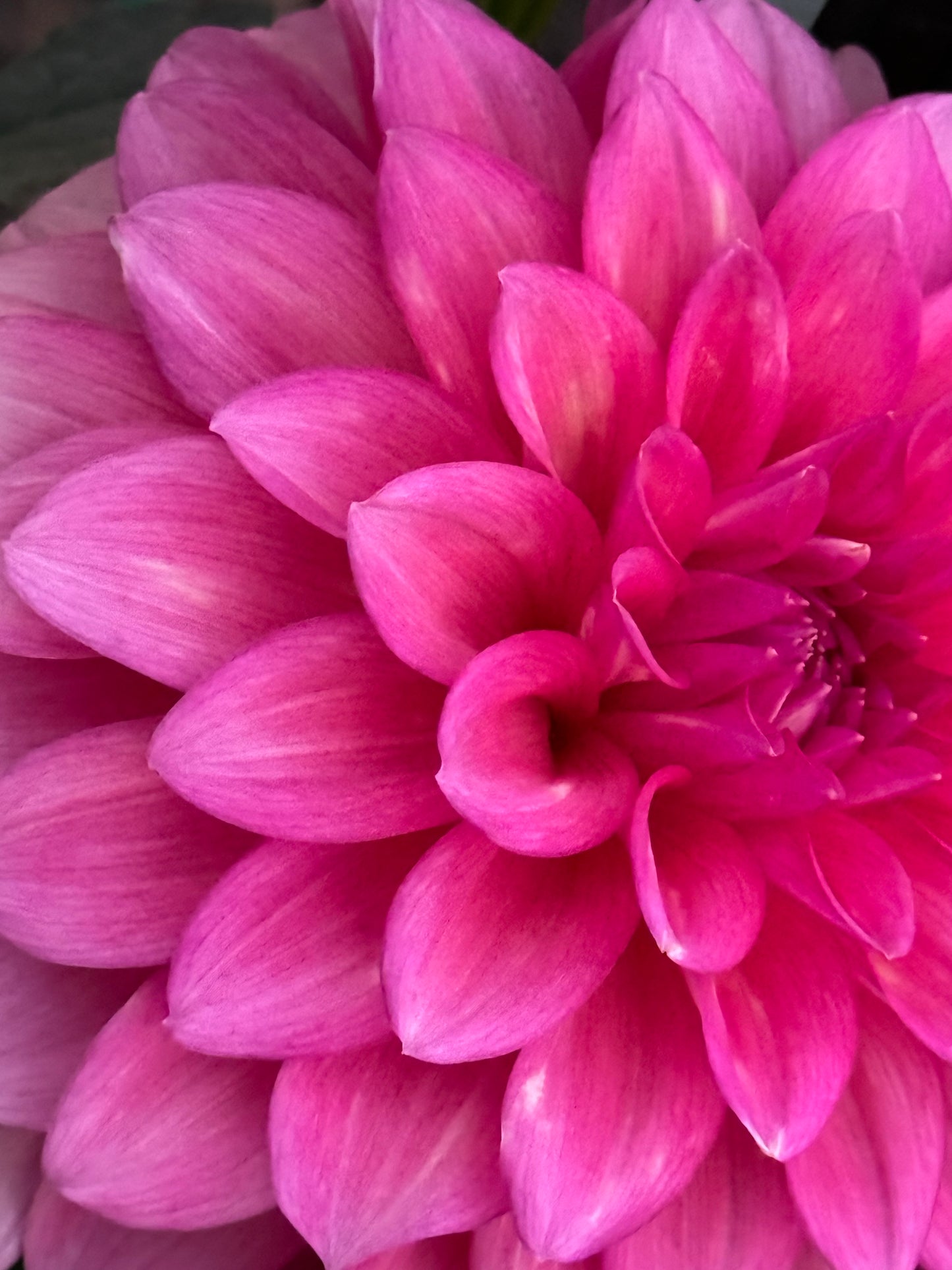 Bargally Blush Dahlia