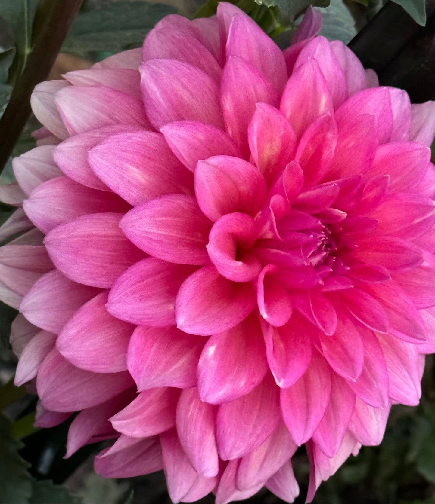 Bargally Blush Dahlia