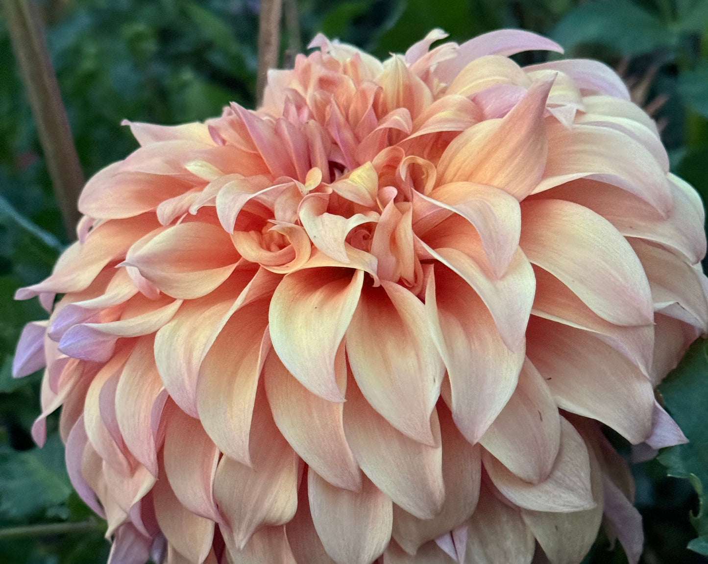 Steve Meggos Dahlia