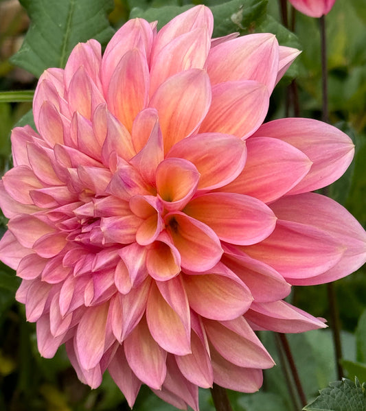 Wyn’s Delta Frank Dahlia