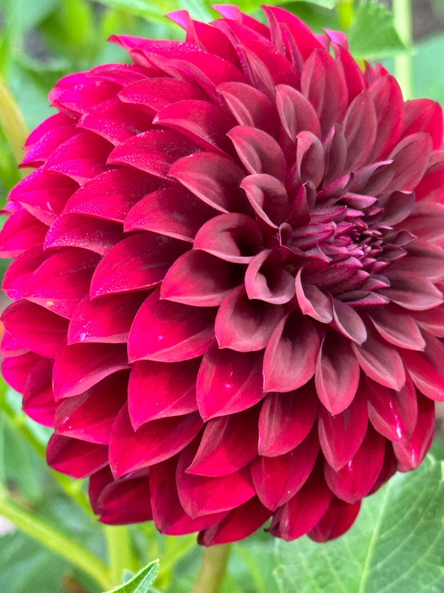 Fidalgo Blackie Dahlia