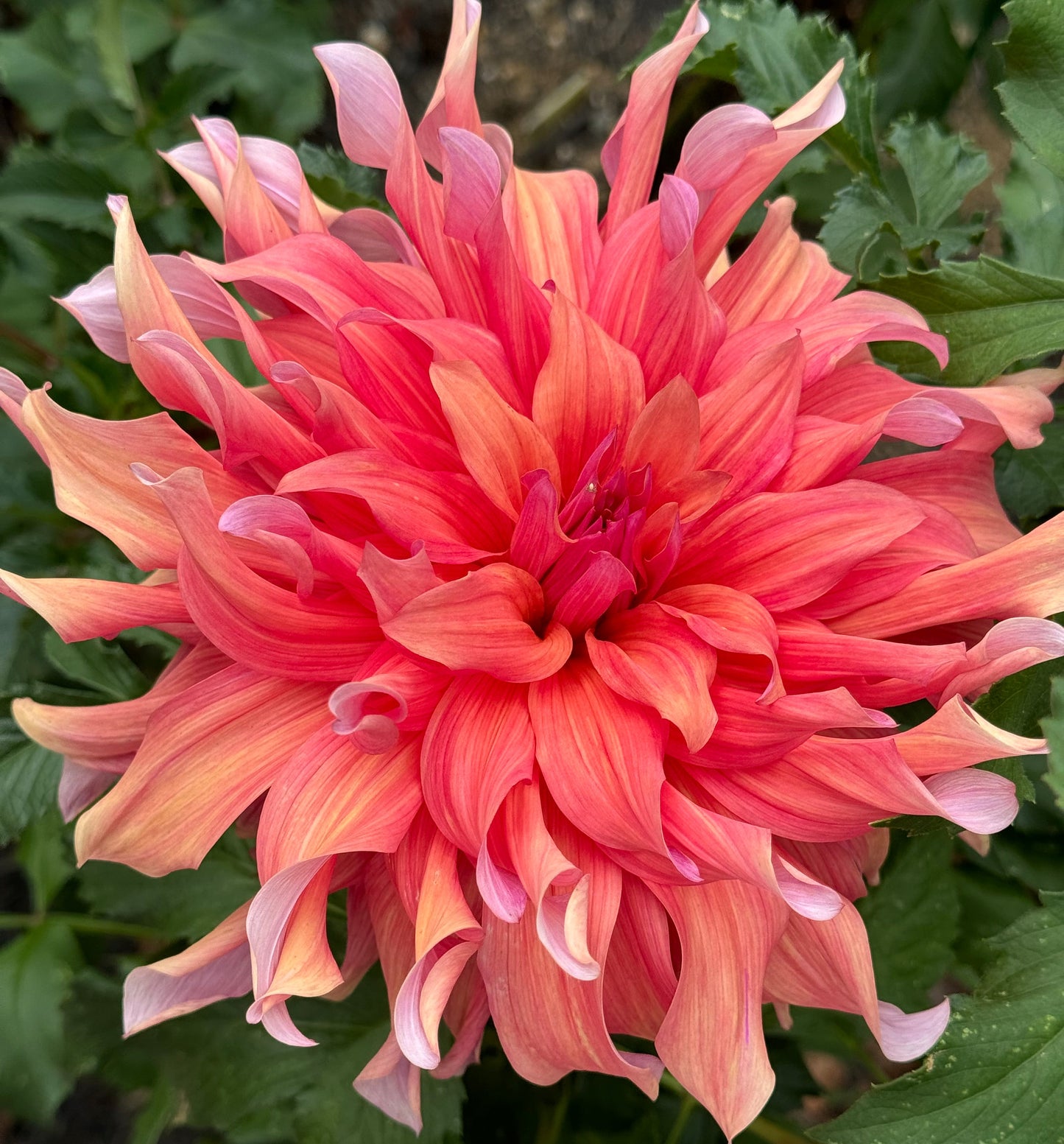 Penhill Dark Monarch Dahlia