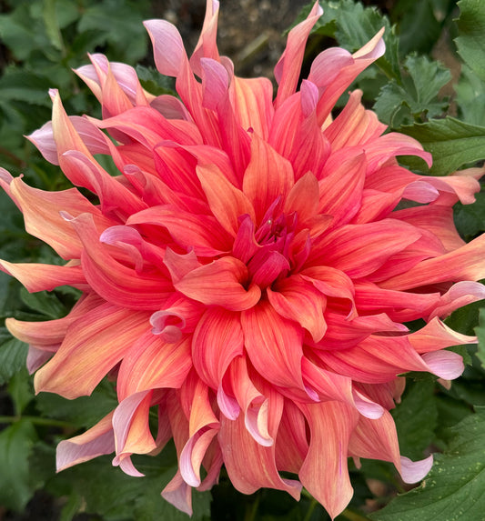 Penhill Dark Monarch Dahlia