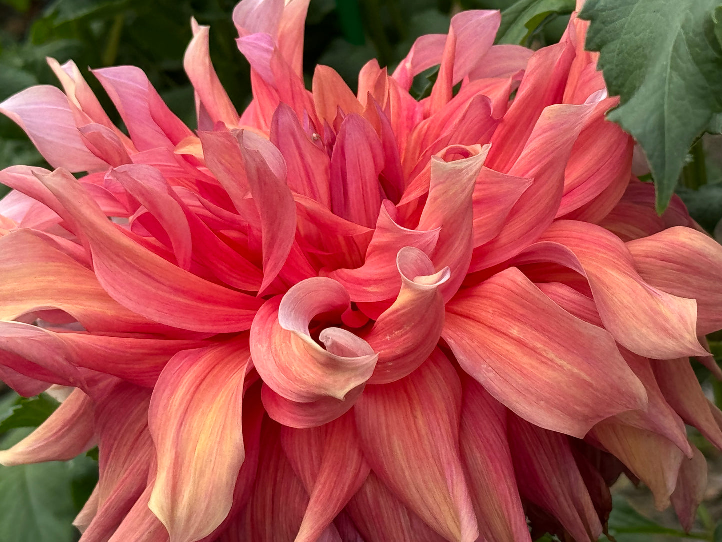 Penhill Dark Monarch Dahlia