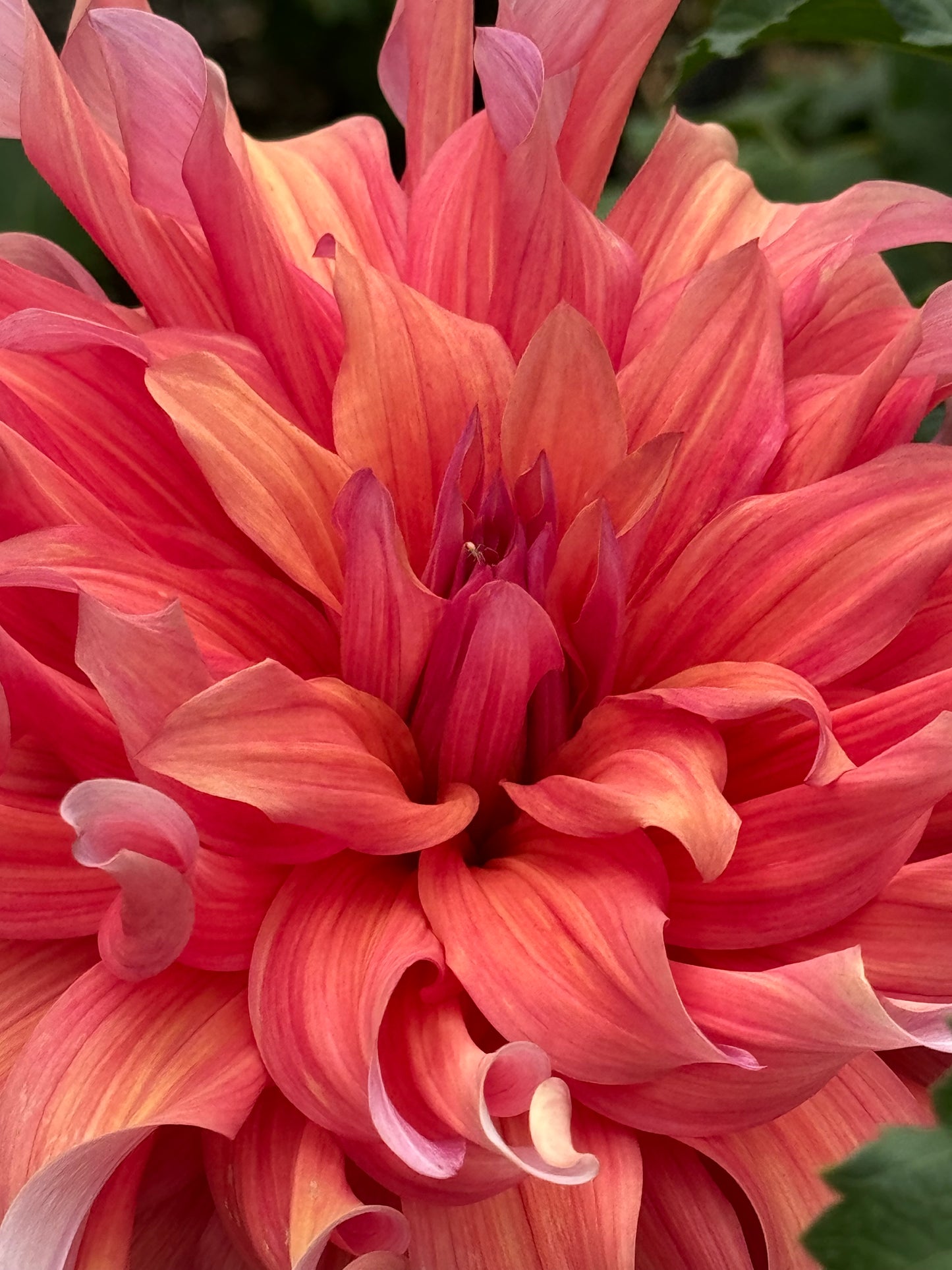 Penhill Dark Monarch Dahlia