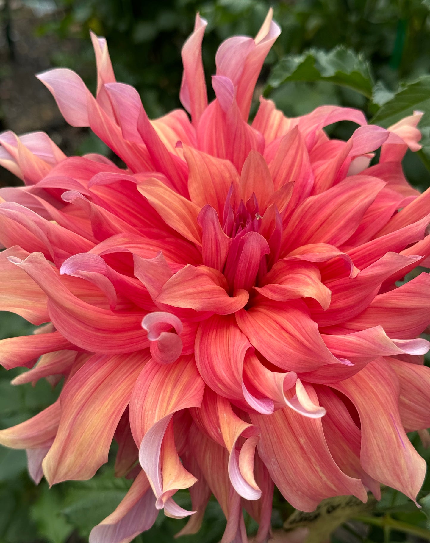 Penhill Dark Monarch Dahlia