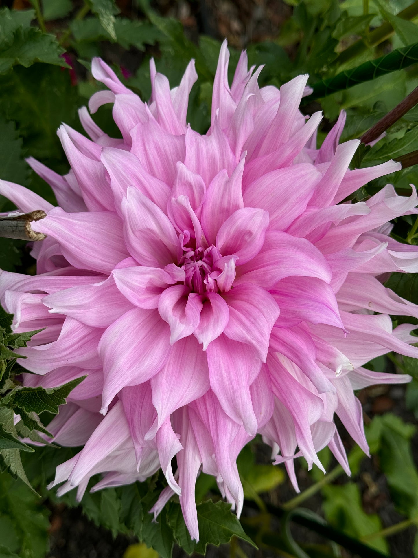 Showcase Perfection Dahlia