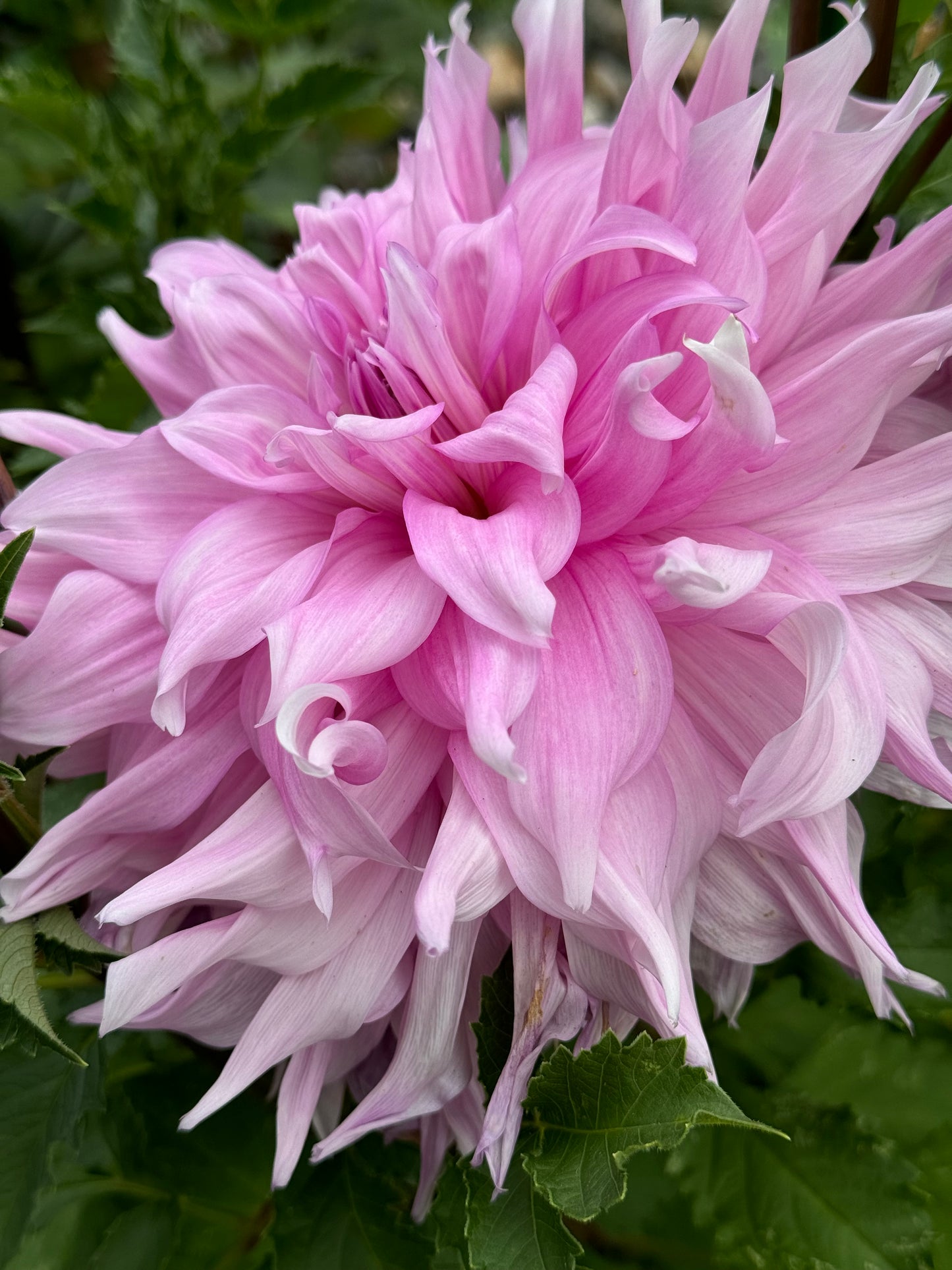 Showcase Perfection Dahlia