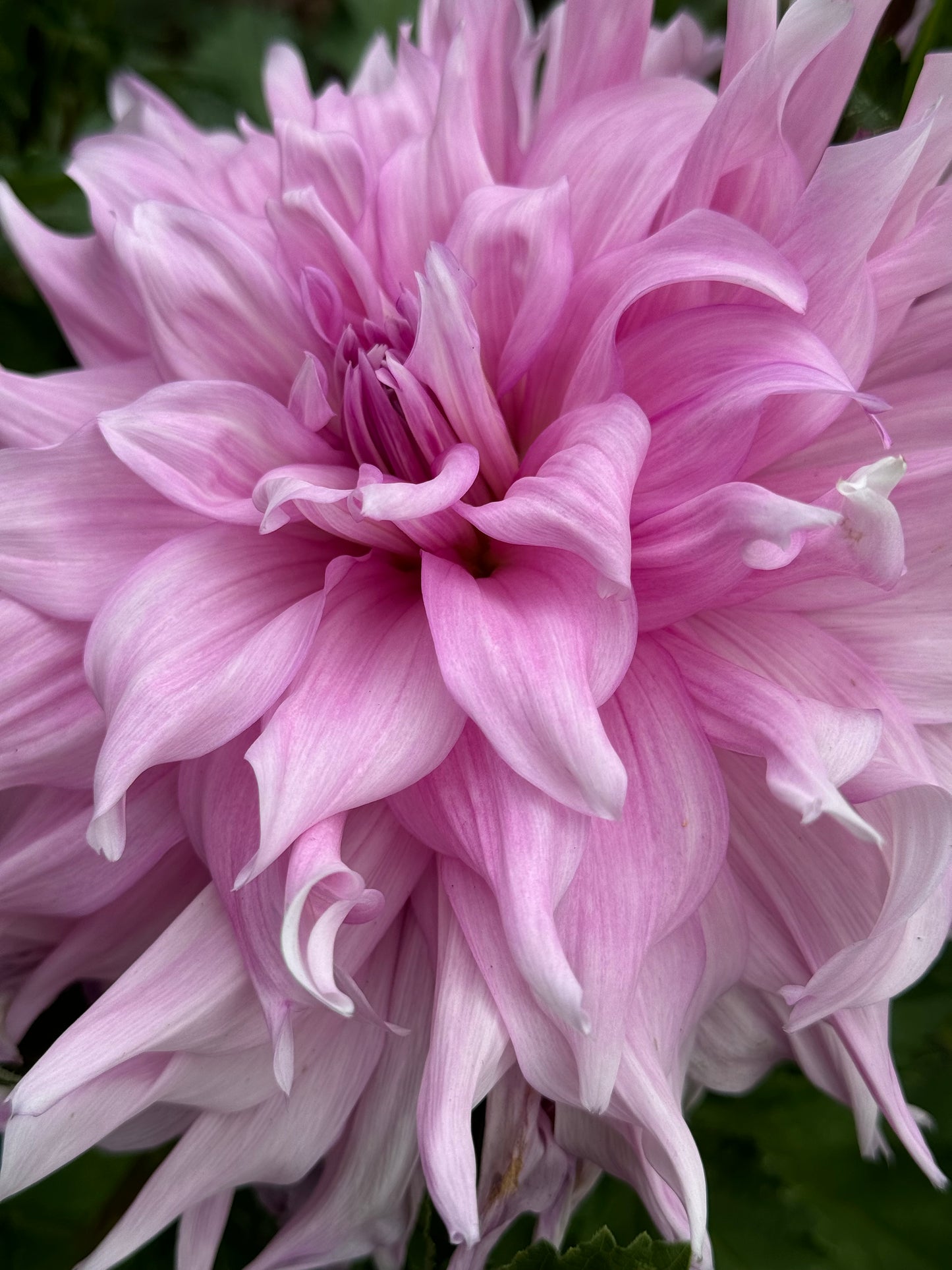 Showcase Perfection Dahlia