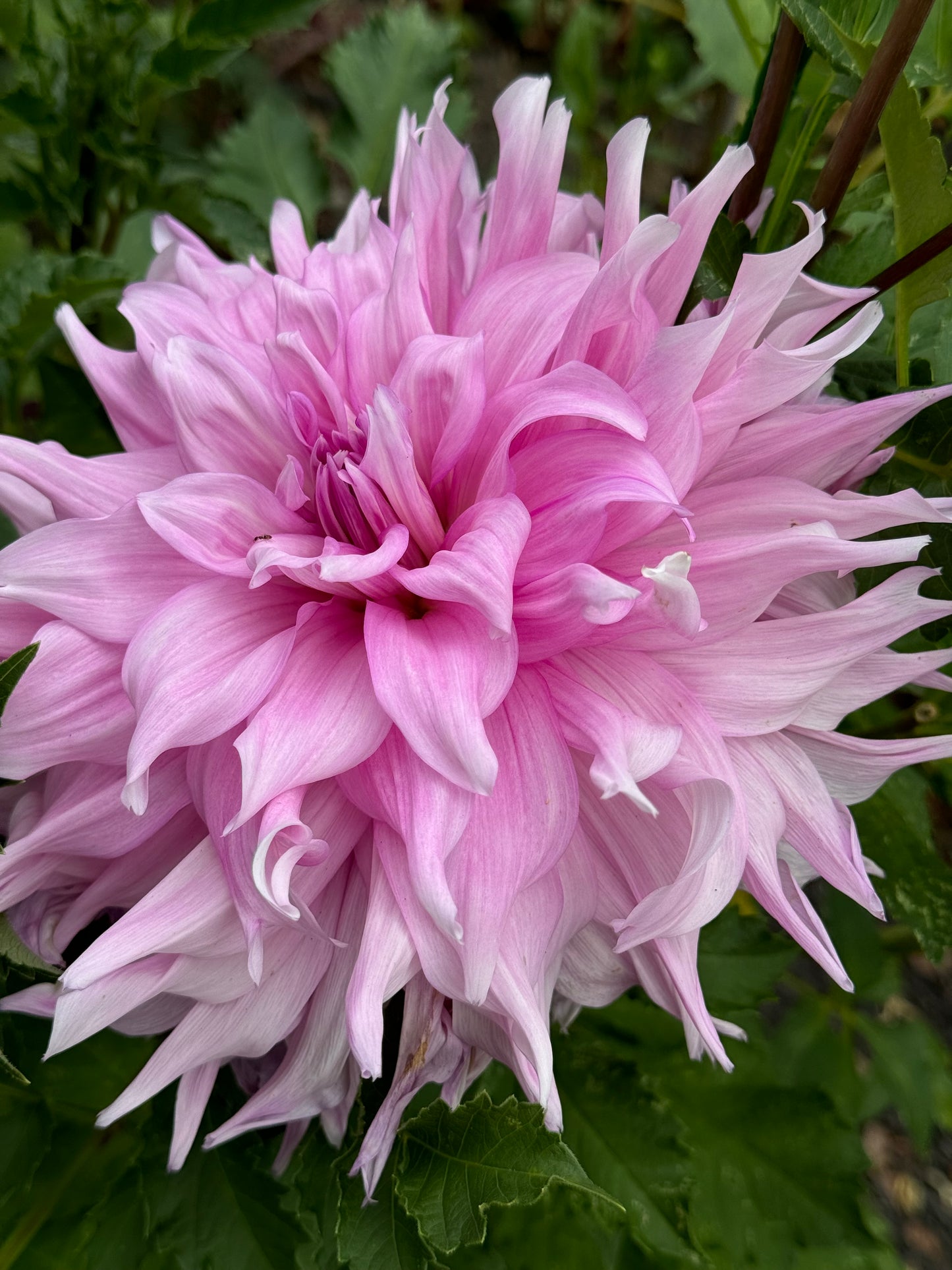 Showcase Perfection Dahlia