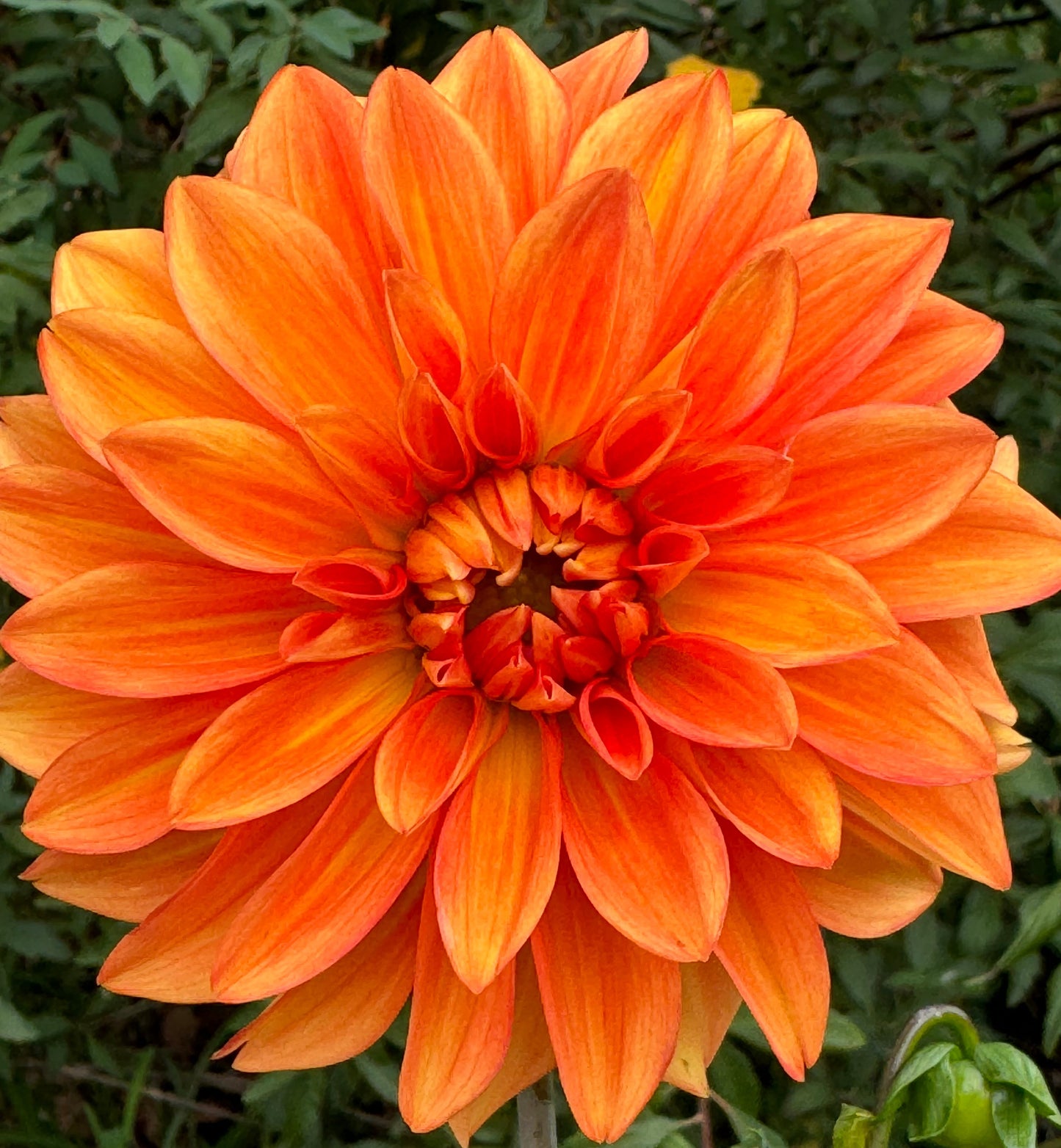 Neon Splendor  Dahlia