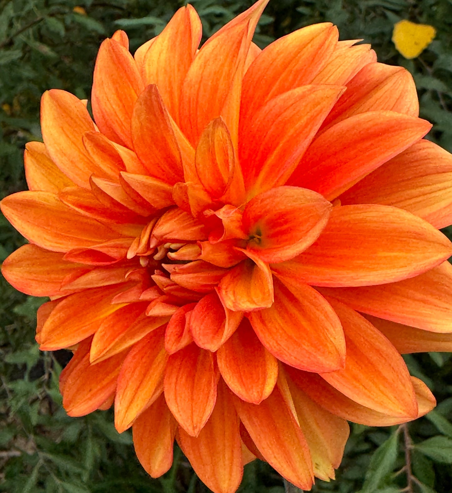 Neon Splendor  Dahlia