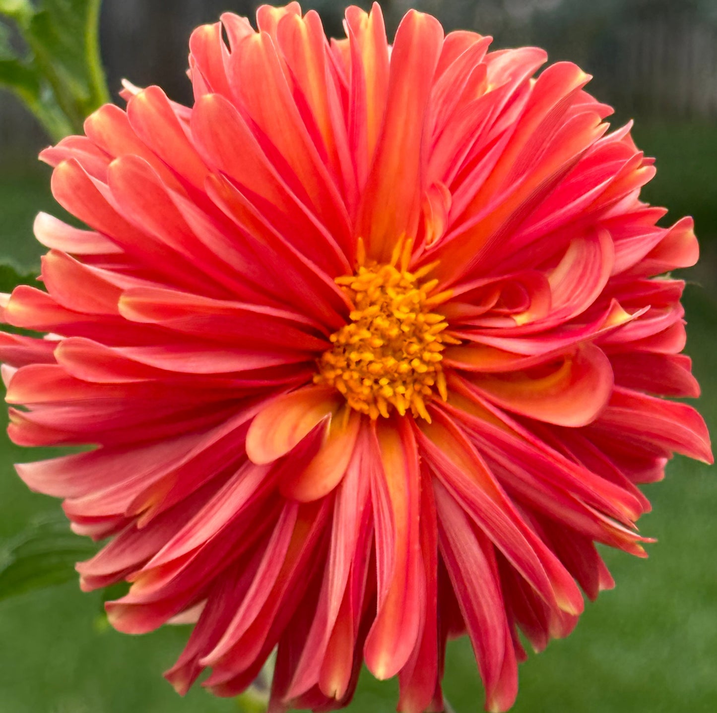 Bloomquist Contiment Dahlia