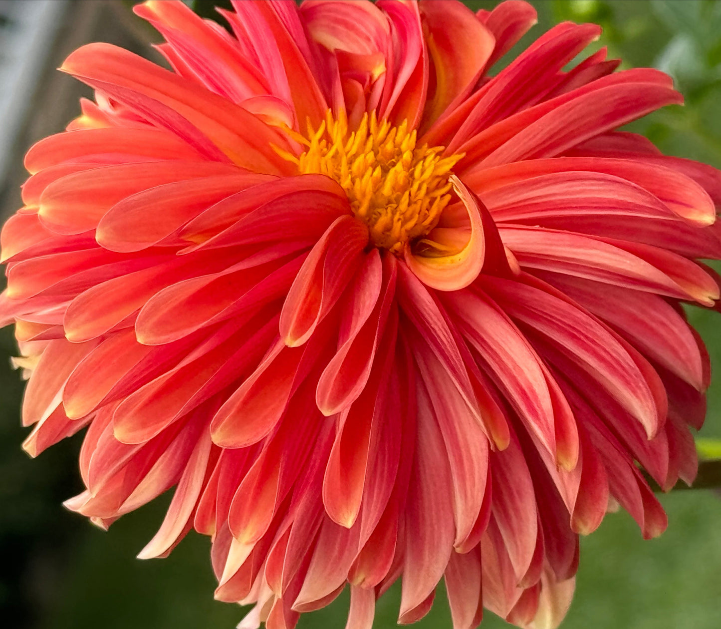 Bloomquist Contiment Dahlia