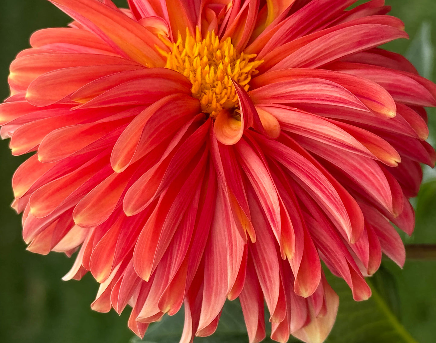 Bloomquist Contiment Dahlia