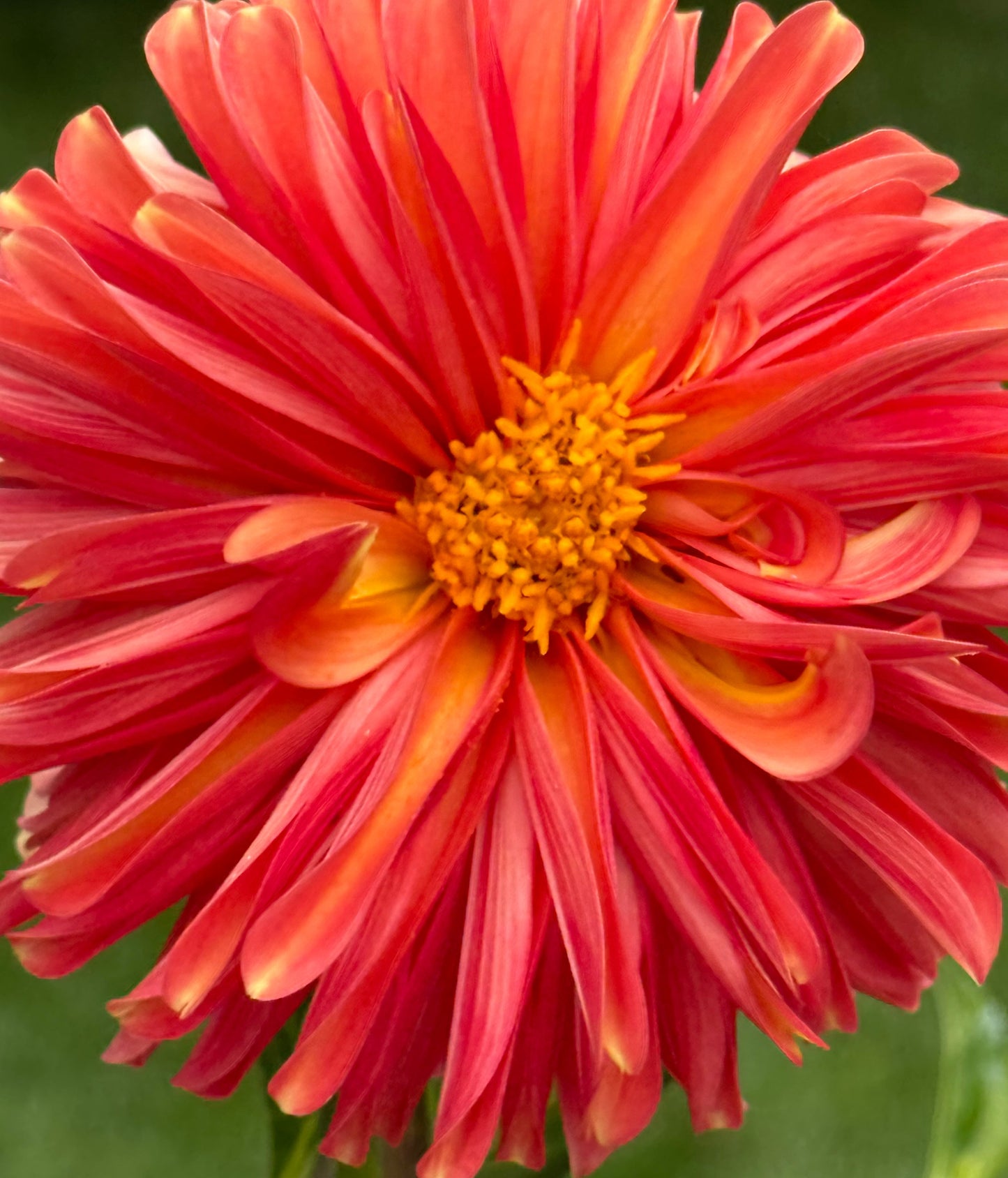 Bloomquist Contiment Dahlia