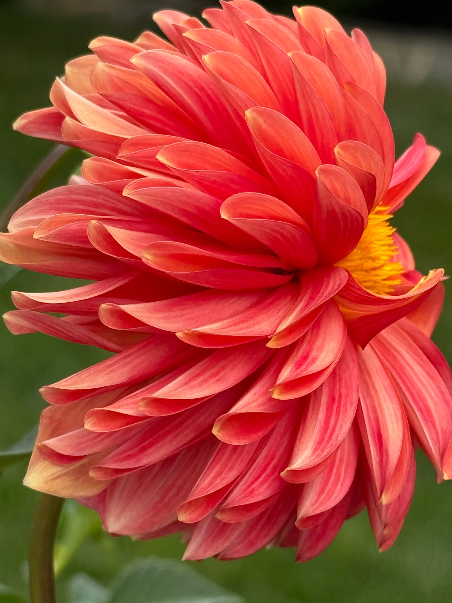 Bloomquist Contiment Dahlia