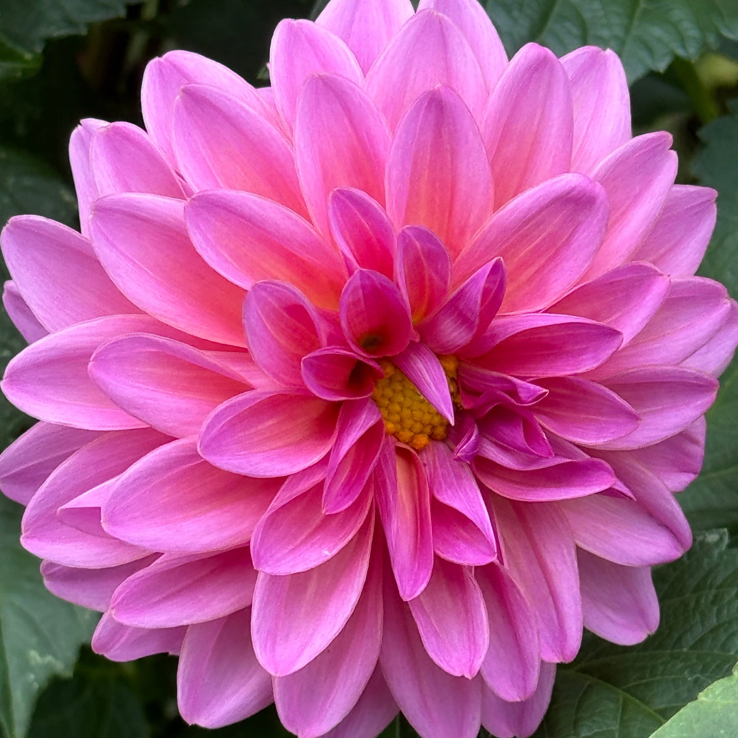 Blyton Dahlia