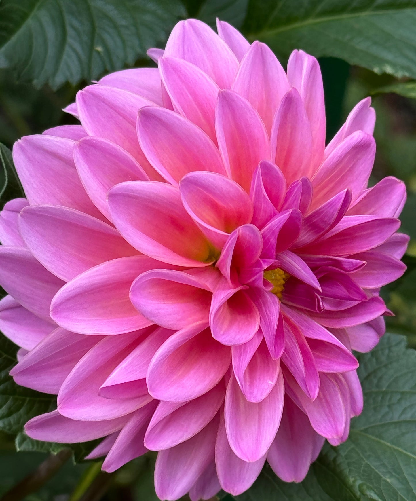 Blyton Dahlia