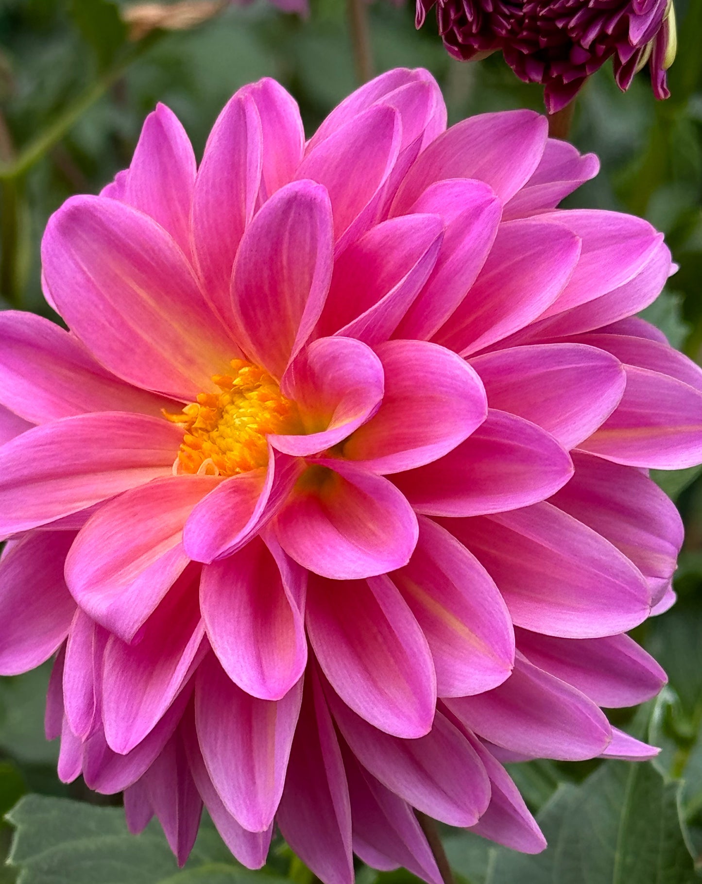 Blyton Dahlia