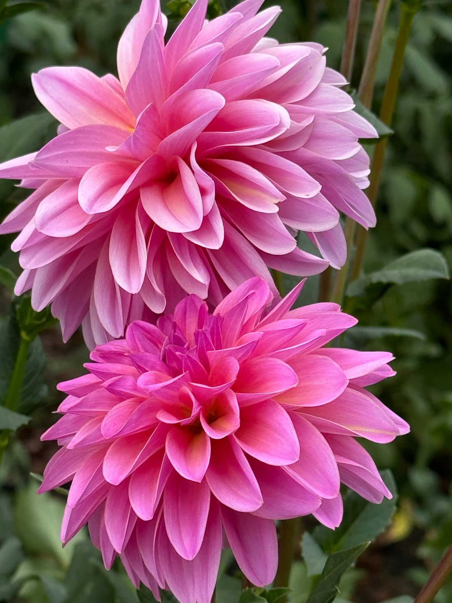 Blyton Dahlia