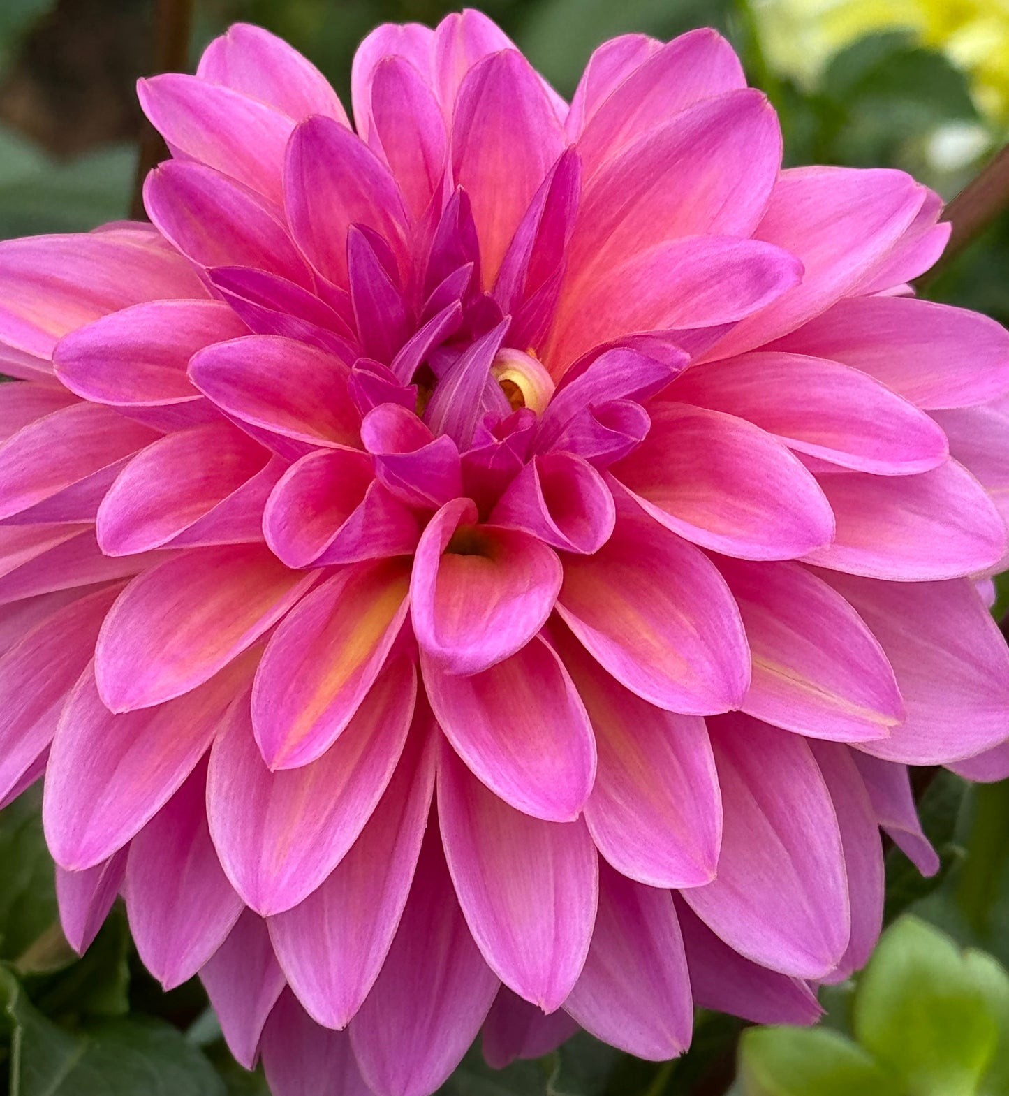 Blyton Dahlia