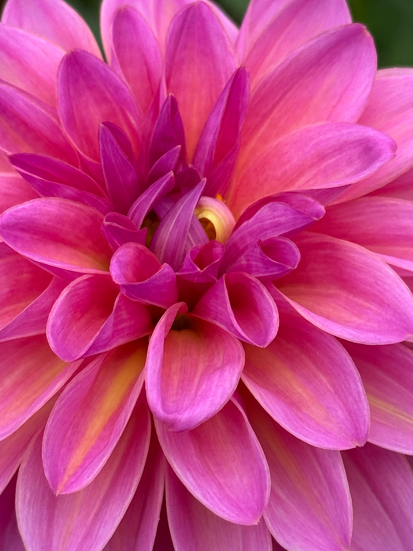 Blyton Dahlia