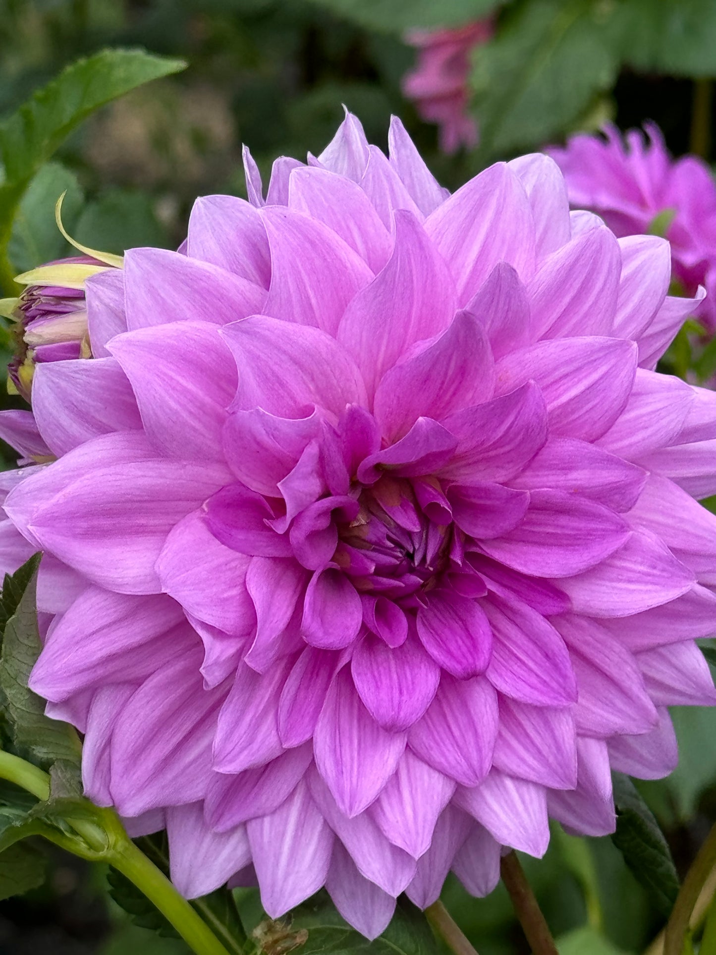 Blue Boy Dahlia