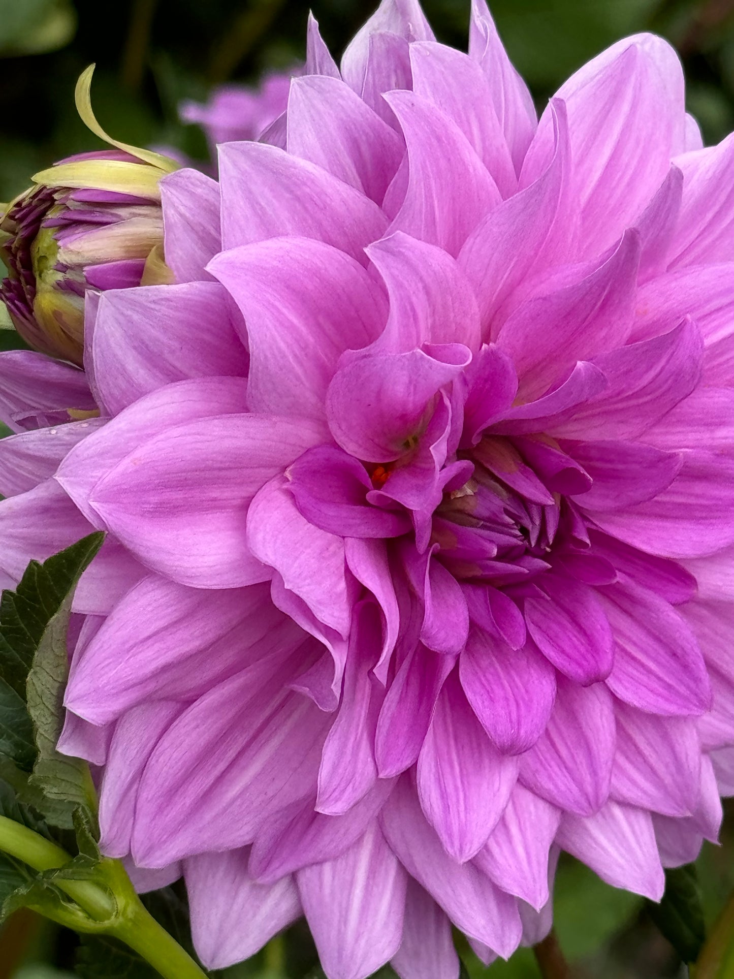 Blue Boy Dahlia