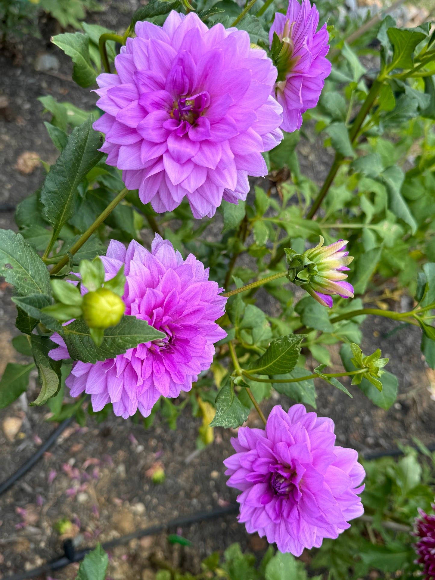 Blue Boy Dahlia