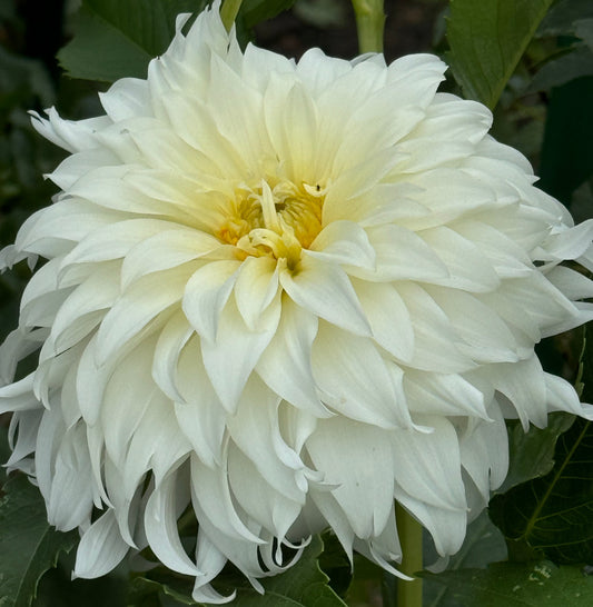 Wyn’s Ghostie Dahlia