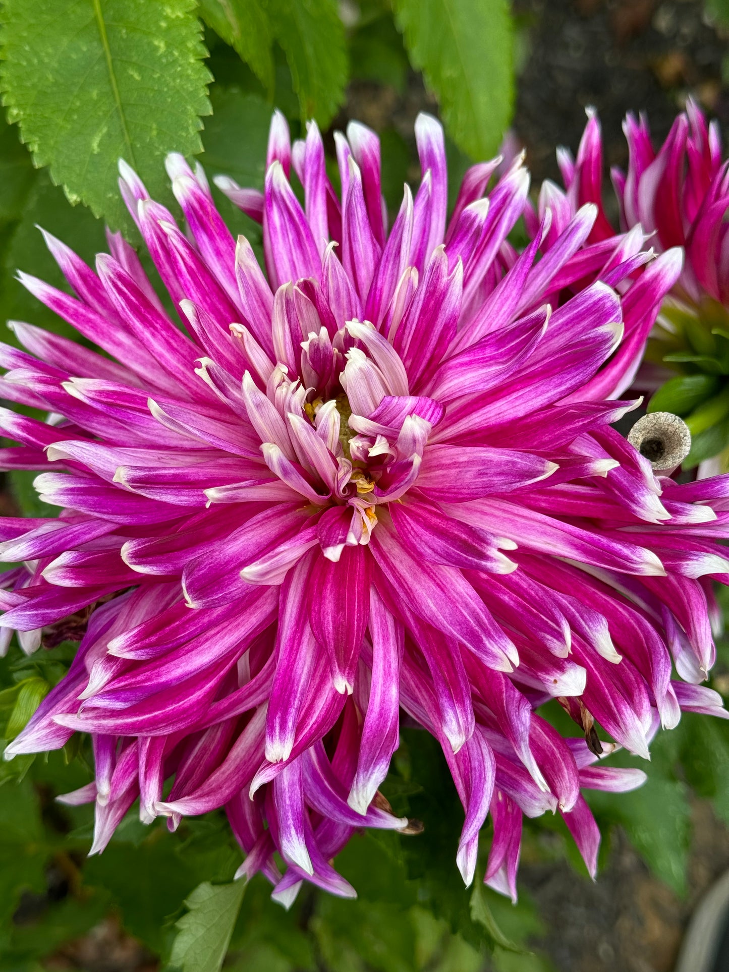 Vancouver Dahlia