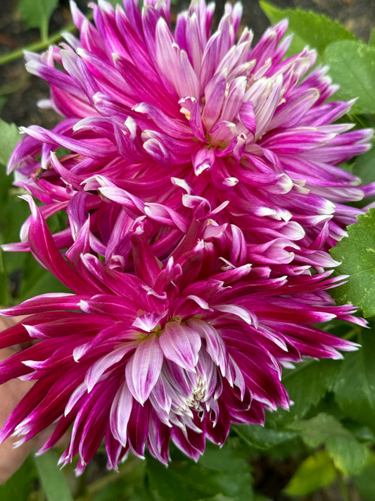 Vancouver Dahlia