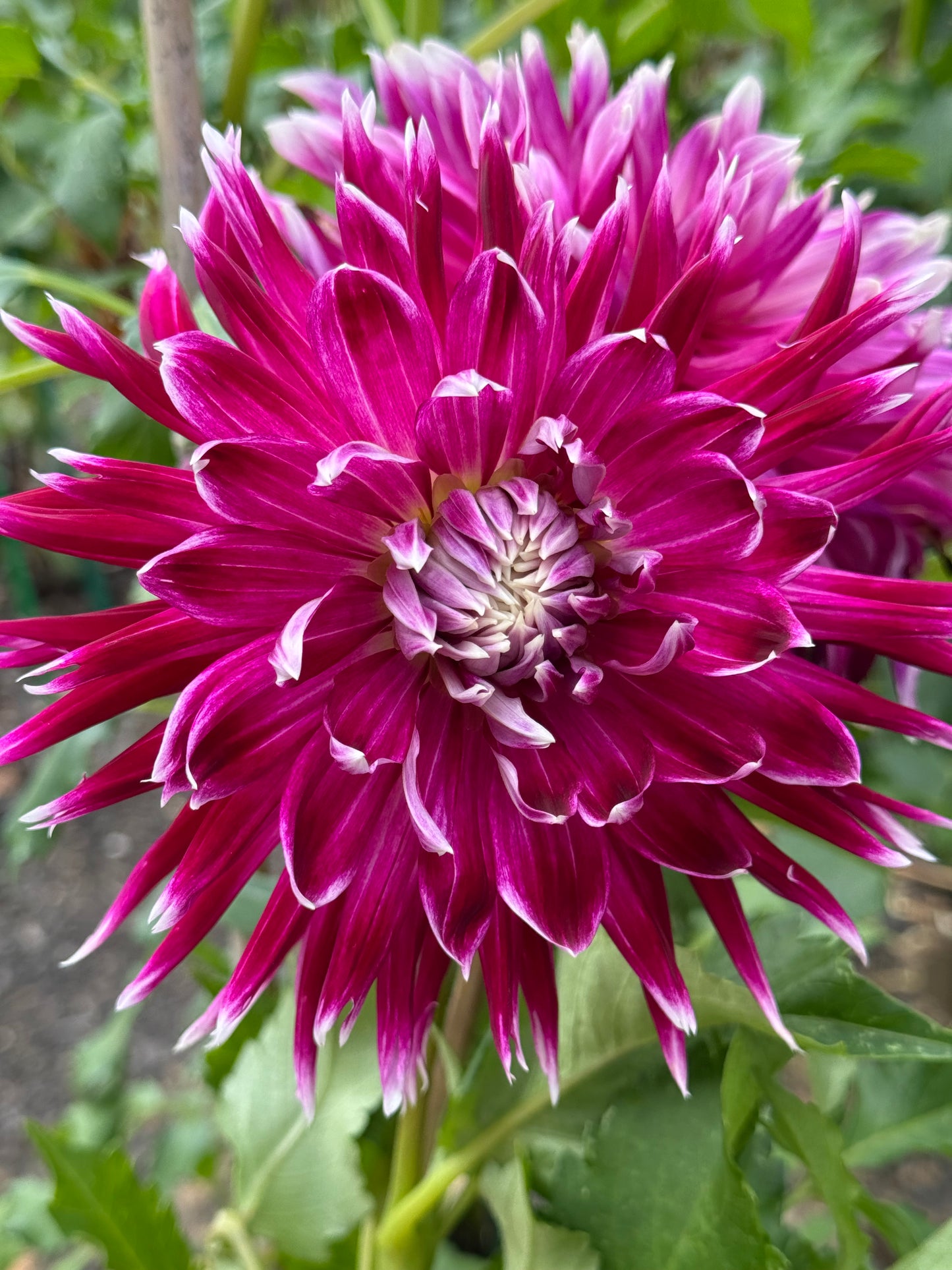 Vancouver Dahlia