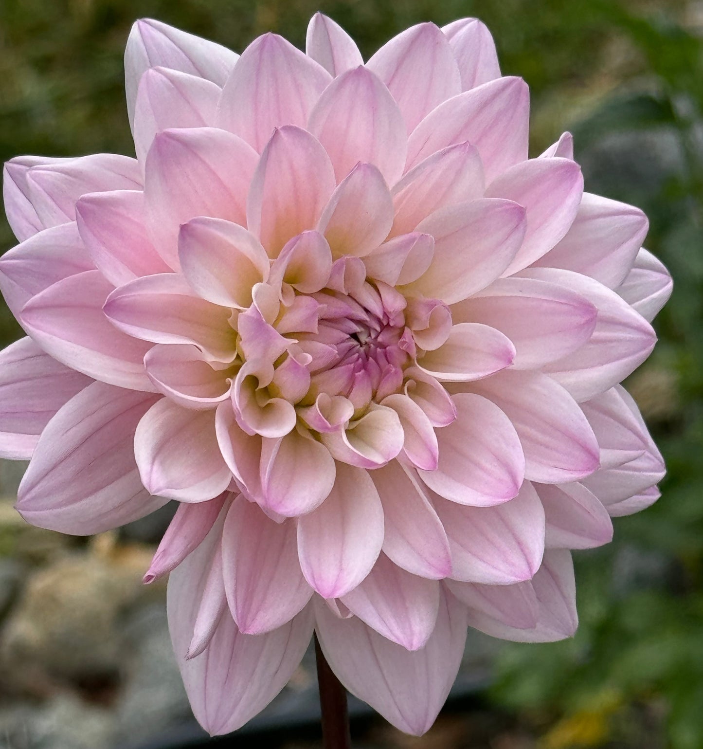 Karma Prospero Dahlia