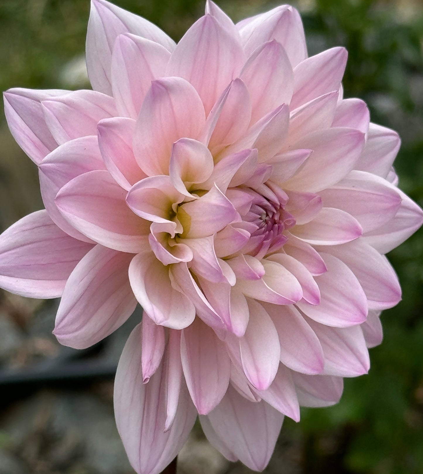 Karma Prospero Dahlia