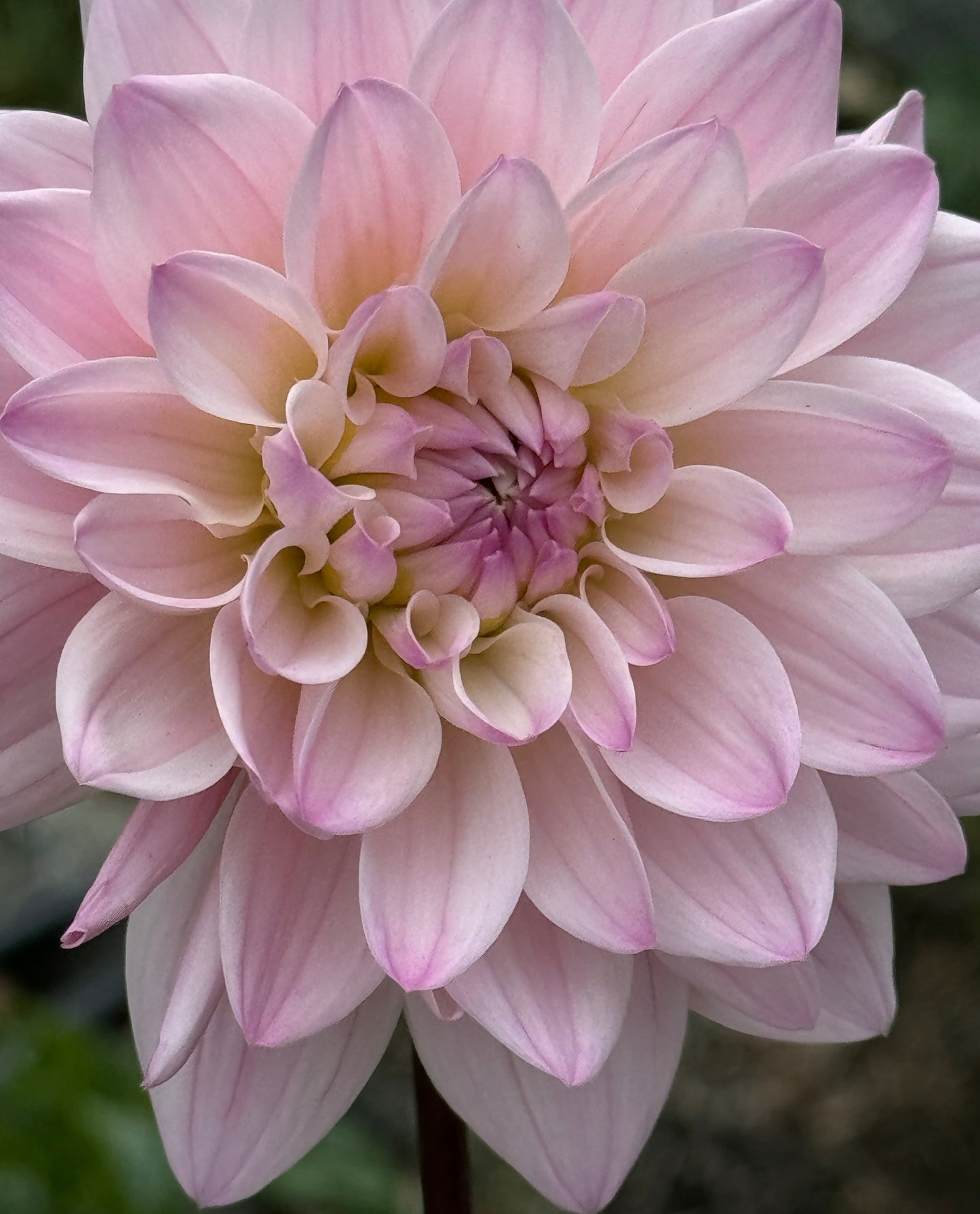 Karma Prospero Dahlia