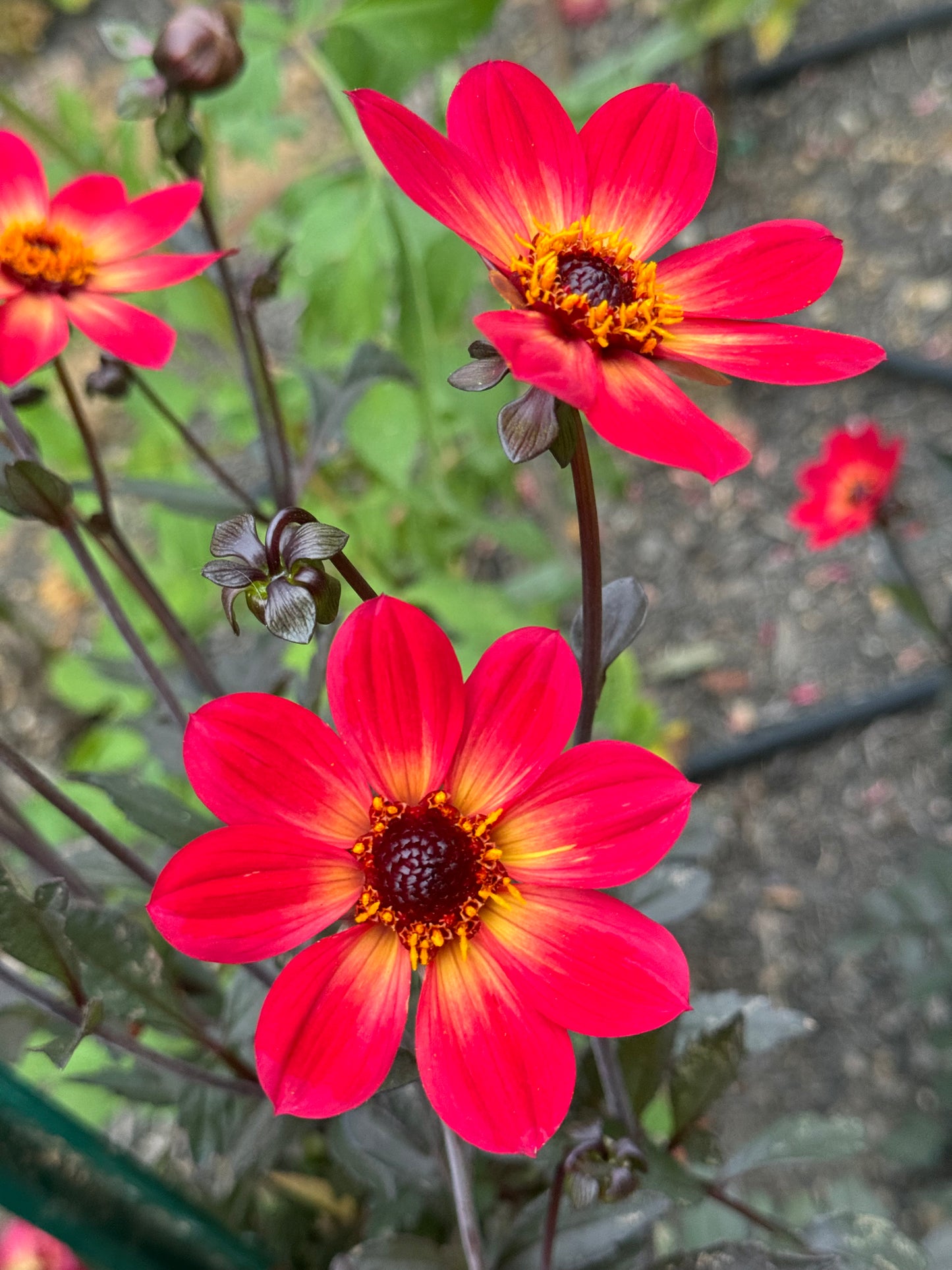 H S Flame Dahlia