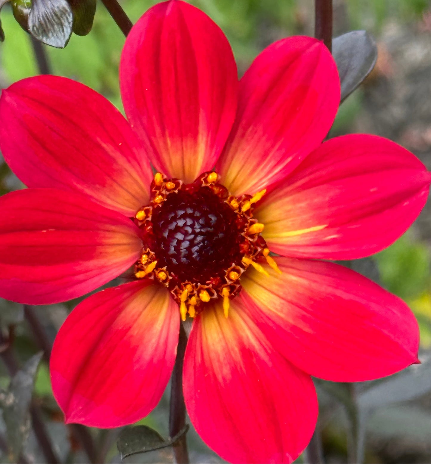 H S Flame Dahlia